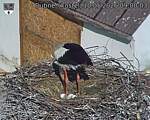Capi_Dubne_20260510_090003.jpg