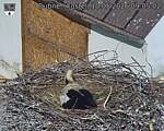 Capi_Dubne_20260510_090502.jpg