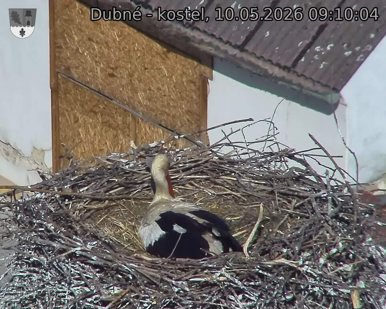 Capi_Dubne_20260510_091004.jpg (1350&nbsp;x&nbsp;1080)