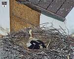 Capi_Dubne_20260510_091004.jpg