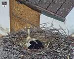 Capi_Dubne_20260510_092002.jpg