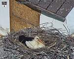 Capi_Dubne_20260510_092503.jpg