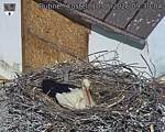 Capi_Dubne_20260510_093004.jpg