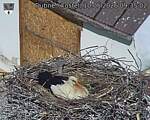 Capi_Dubne_20260510_093502.jpg