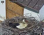 Capi_Dubne_20260510_100503.jpg