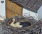 Capi_Dubne_20260510_102504.jpg