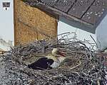 Capi_Dubne_20260510_104504.jpg