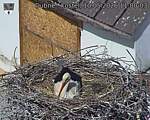 Capi_Dubne_20260510_110003.jpg
