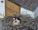 Capi_Dubne_20260510_110502.jpg