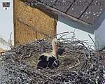 Capi_Dubne_20260510_111002.jpg