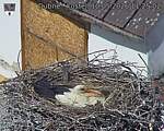 Capi_Dubne_20260510_112502.jpg