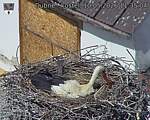 Capi_Dubne_20260510_113504.jpg