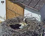 Capi_Dubne_20260510_120002.jpg