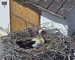 Capi_Dubne_20260510_122503.jpg