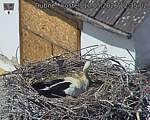 Capi_Dubne_20260510_123502.jpg