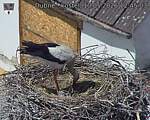 Capi_Dubne_20260510_124503.jpg