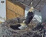 Capi_Dubne_20260510_125002.jpg