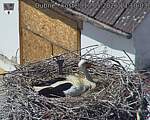 Capi_Dubne_20260510_131003.jpg