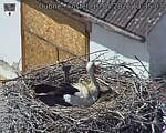 Capi_Dubne_20260510_133503.jpg