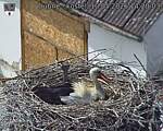 Capi_Dubne_20260510_142003.jpg