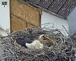 Capi_Dubne_20260510_145004.jpg
