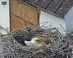 Capi_Dubne_20260510_150002.jpg
