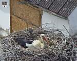 Capi_Dubne_20260510_151003.jpg