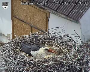 Capi_Dubne_20260510_152002.jpg (1350&nbsp;x&nbsp;1080)