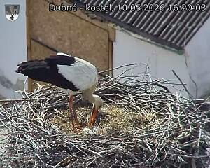Capi_Dubne_20260510_162003.jpg (1350&nbsp;x&nbsp;1080)