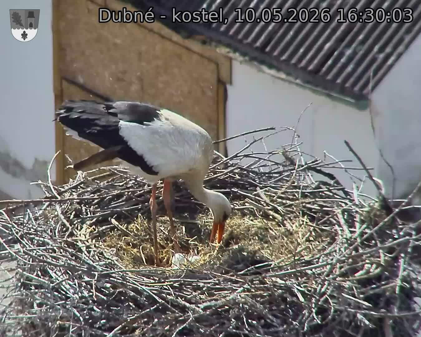 Capi_Dubne_20260510_163003.jpg (1350&nbsp;x&nbsp;1080)