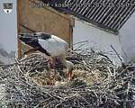 Capi_Dubne_20260510_163003.jpg