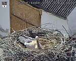 Capi_Dubne_20260510_164002.jpg