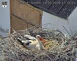 Capi_Dubne_20260510_173503.jpg