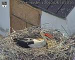 Capi_Dubne_20260510_181003.jpg