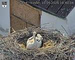 Capi_Dubne_20260510_184004.jpg