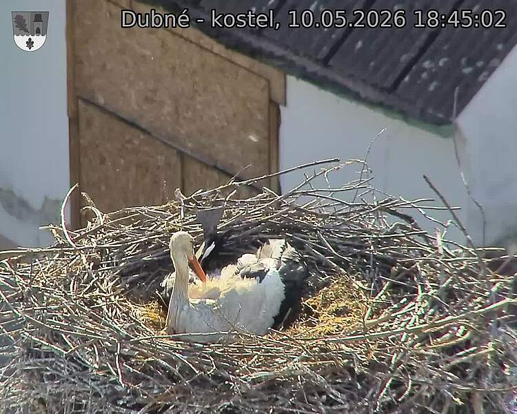 Capi_Dubne_20260510_184502.jpg (1350&nbsp;x&nbsp;1080)