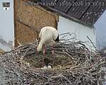 Capi_Dubne_20260510_193003.jpg