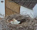 Capi_Dubne_20260510_200502.jpg