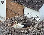 Capi_Dubne_20260510_202004.jpg