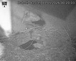 Capi_Dubne_20260511_002003.jpg