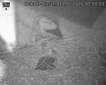 Capi_Dubne_20260511_005003.jpg