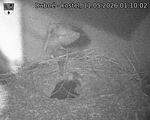 Capi_Dubne_20260511_011002.jpg