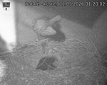 Capi_Dubne_20260511_012002.jpg