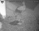 Capi_Dubne_20260511_022002.jpg