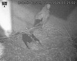 Capi_Dubne_20260511_032502.jpg