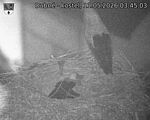 Capi_Dubne_20260511_034503.jpg