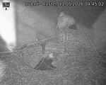Capi_Dubne_20260511_044502.jpg