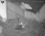 Capi_Dubne_20260511_050002.jpg