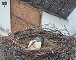 Capi_Dubne_20260511_054003.jpg