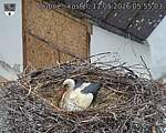Capi_Dubne_20260511_055503.jpg